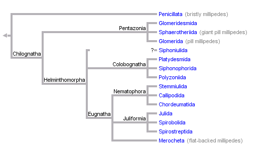 taxon links