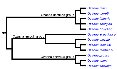 taxon links