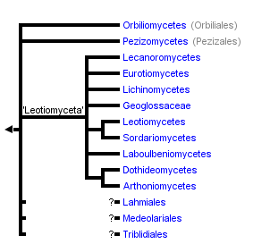 taxon links