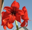 Amaryllis Hippeastrum (Hippeastrum 'Merry Christmas')