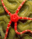Ruby brittle star on brain coral