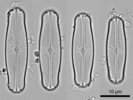 Sellaphora capitata valves