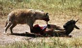 Spotted hyaena (Crocuta crocuta) eating wildebeest