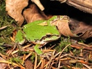 Pacific Tree Frog (Pseudacris regilla)