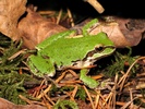 Pacific Tree Frog (Pseudacris regilla)