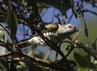 Little Bronze-Cuckoo