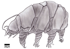 Tardigrade sketch