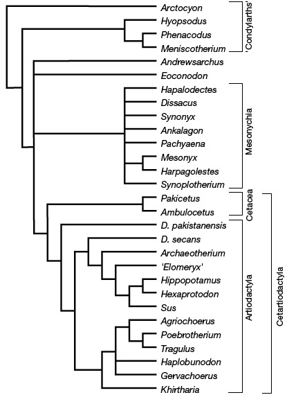 Relationships between Artiodactyla, Cetacea, and Mesonychia based on morphological data.